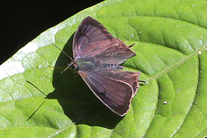 Arhopala singla
