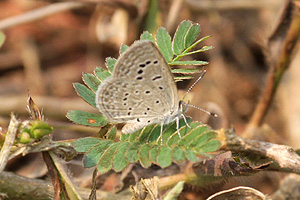 Zizeeria karsandra