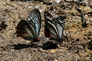 Calinaga brahma sudassana ;+ Papilio agestor agestor