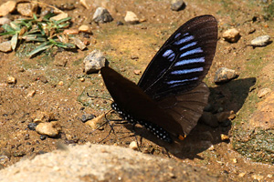 Papilio slateri slateri