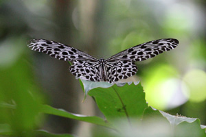 Idea lynceus lynceus