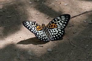 Neurosigma siva nonius