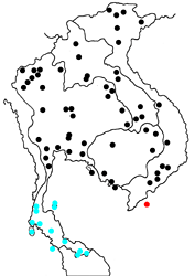 Graphium doson evemonides Map