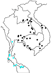 Graphium arycles rama Map