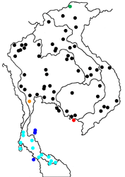 Graphium antiphates matsui Map