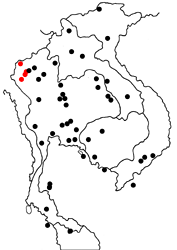 Miletus chinensis longeana map