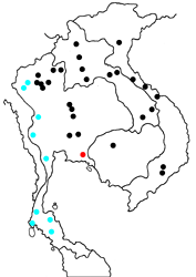 Miletus ancon ssp. map
