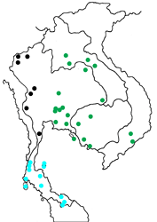 Allotinus unicolor continentalis map