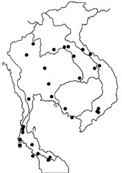 Allotinus substrigosus substrigosus map