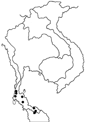 Curetis insularis map