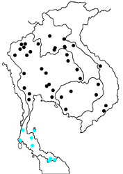 Caleta roxus roxana map