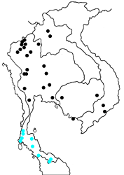 Pithecops corvus corvus map