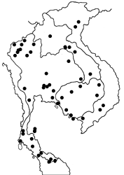 Neopithecops zalmora zalmora map