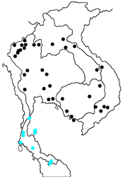 Jamides alecto alocina map