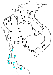 Nacaduba kurava euplea map