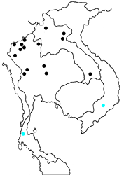 Spindasis seliga ssp. map