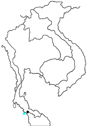 Arhopala myrzala conjuncta map
