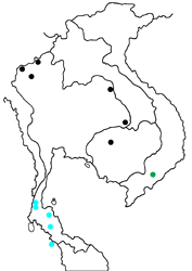 Arhopala allata pandora map