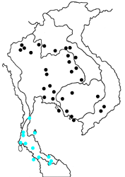 Arhopala perimuta perimuta map