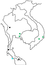 Arhopala ariana ssp. map