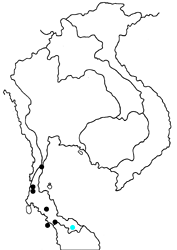 Arhopala agelastus agelastus map