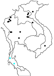 Arhopala bazalus zalinda map