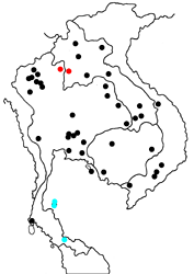 Amblypodia anita ssp. map