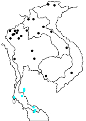 Catapaecilma major albicans map