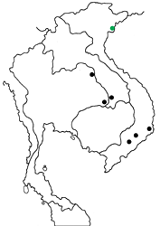 Dacalana sulabha tonkiniana map