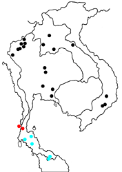 Jacoona anasuja nigerrima map