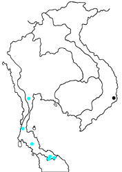 Manto hypoleuca terana map