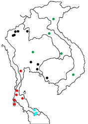 Suasa lisides ssp. map