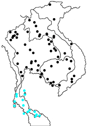 Hypolycaena erylus teatus map