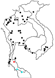 Hypolycaena othona semanga map