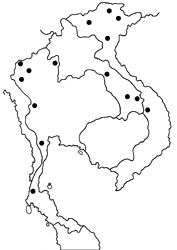 Celaenorrhinus patula map