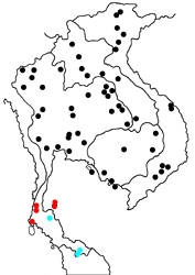 Astictopterus jama olivascens map