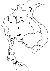 Erionota torus map