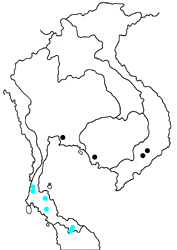 Acerbas anthea anthea map