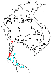Appias lyncida eleonora map