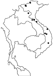 Dercas lycorias difformis map