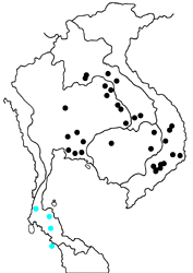 Euploea doubledayi evalida map