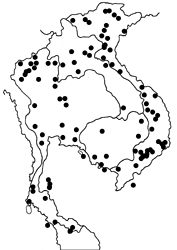 Euploea mulciber mulciber map