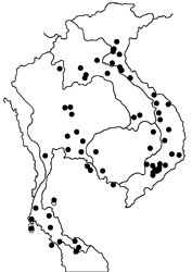 Euploea radamanthus radamanthus map