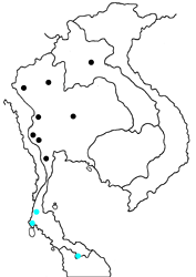 Elymnias dara daedalion map