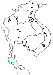 Elymnias patna ssp. map