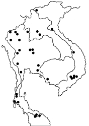 Mycalesis mnasicles perna map