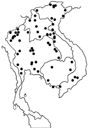 Mycalesis intermedia map