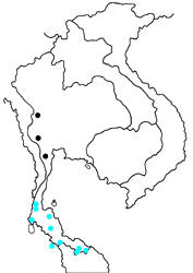 Mycalesis oroatis ustulata map