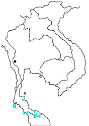 Coelites epiminthia epiminthia map
