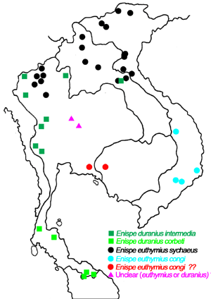 Enispe duranius-euthymius distribution